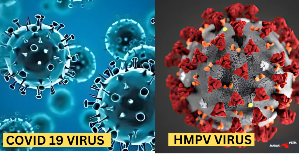 how Hmpv virus is similar to Covid 19 Virus